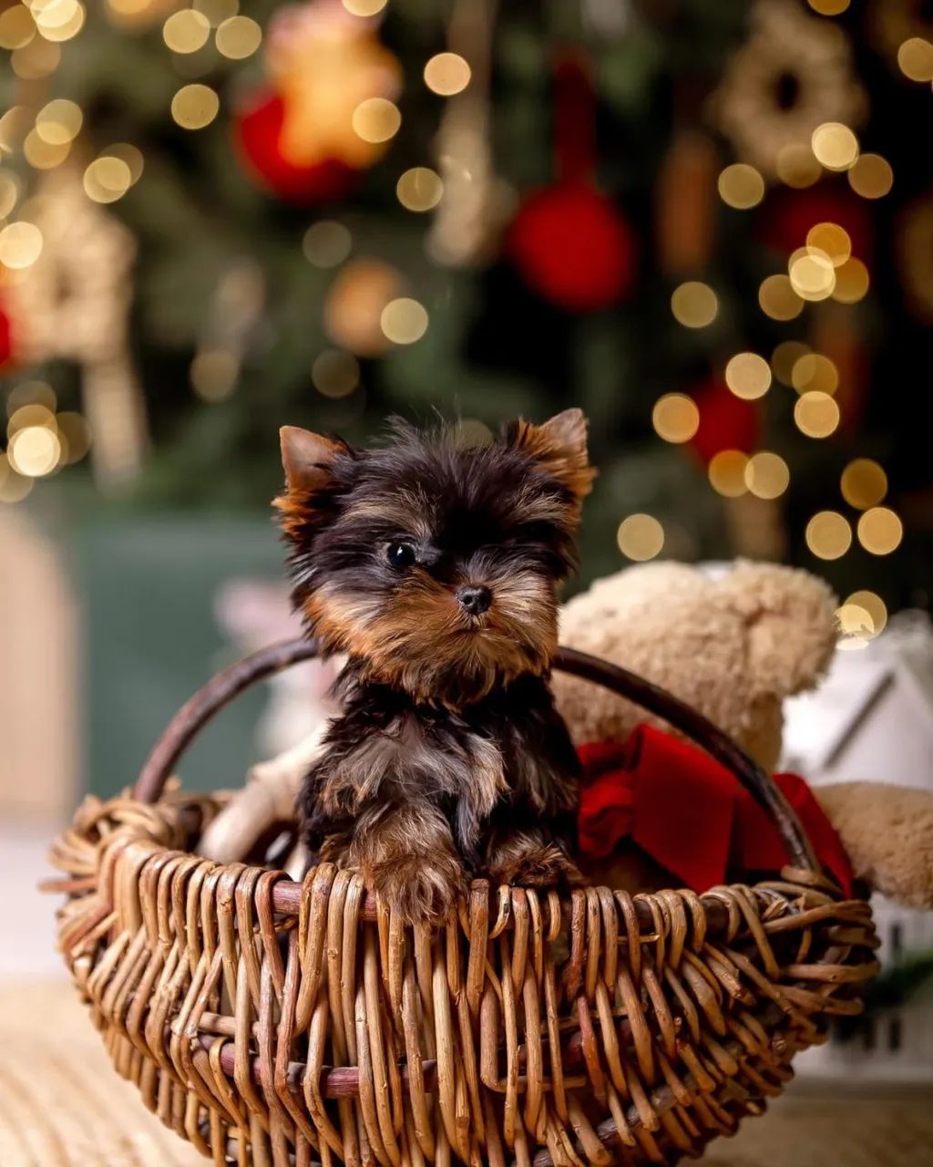     Yorkshire Terrier Micro Loja Física e Canil - Foto 2