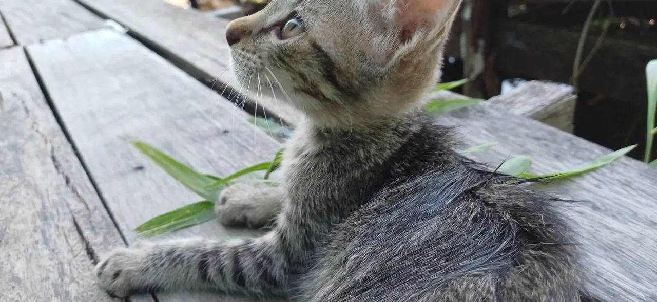 Gato - Foto 5