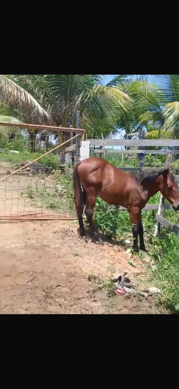 Potro mestico de mangalarga  - Foto 2