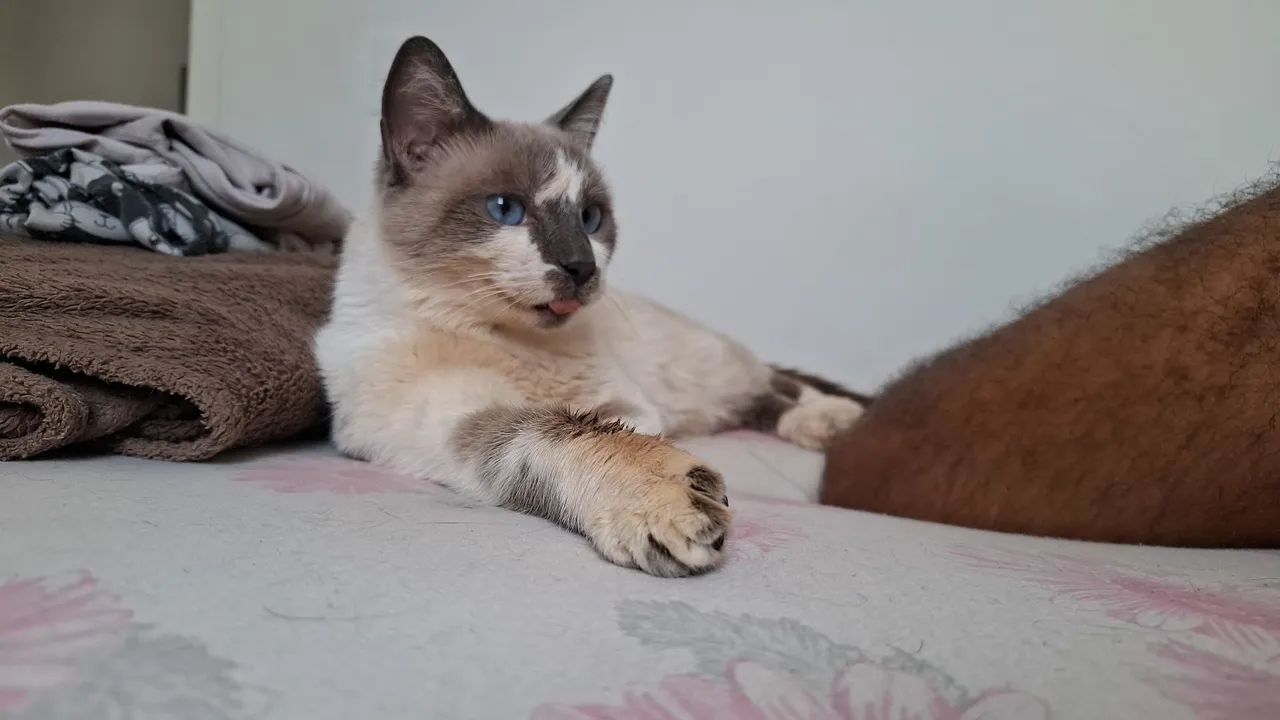 Doa-se gatinha  - Foto 4