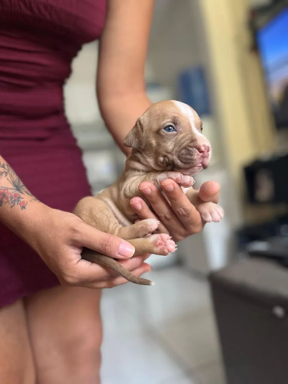 Vendo filhotes de Pitmoster  - Foto 4