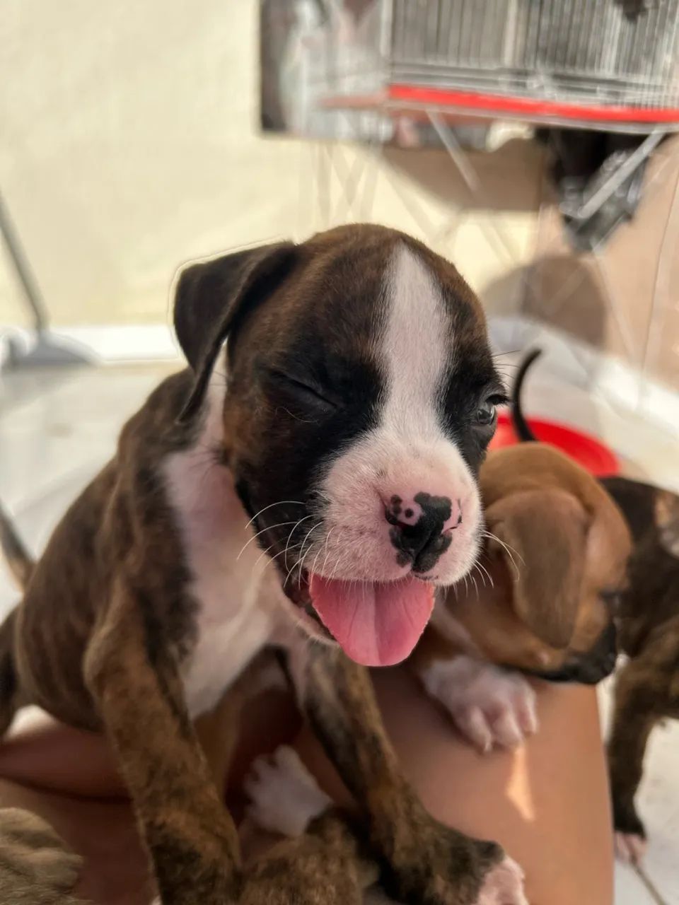 Filhotes de Boxer - Foto 3