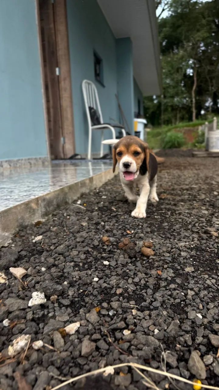 filhote de beagle  - Foto 3