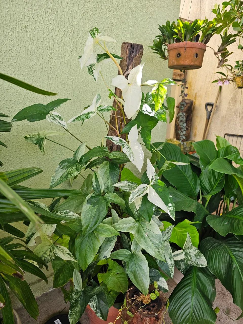 Plantas - Foto 4