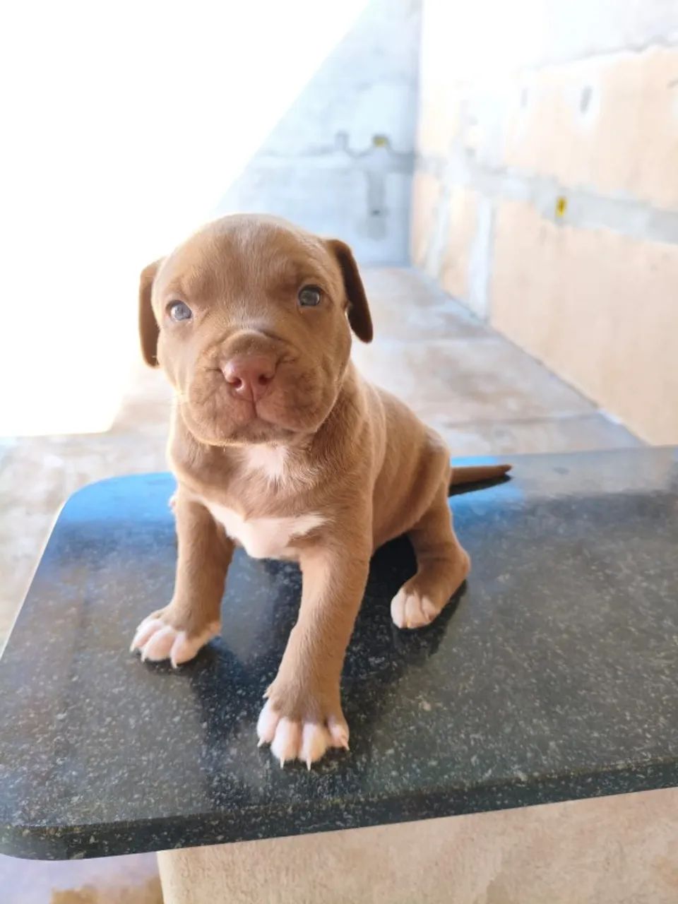 Pitbull  - Foto 4