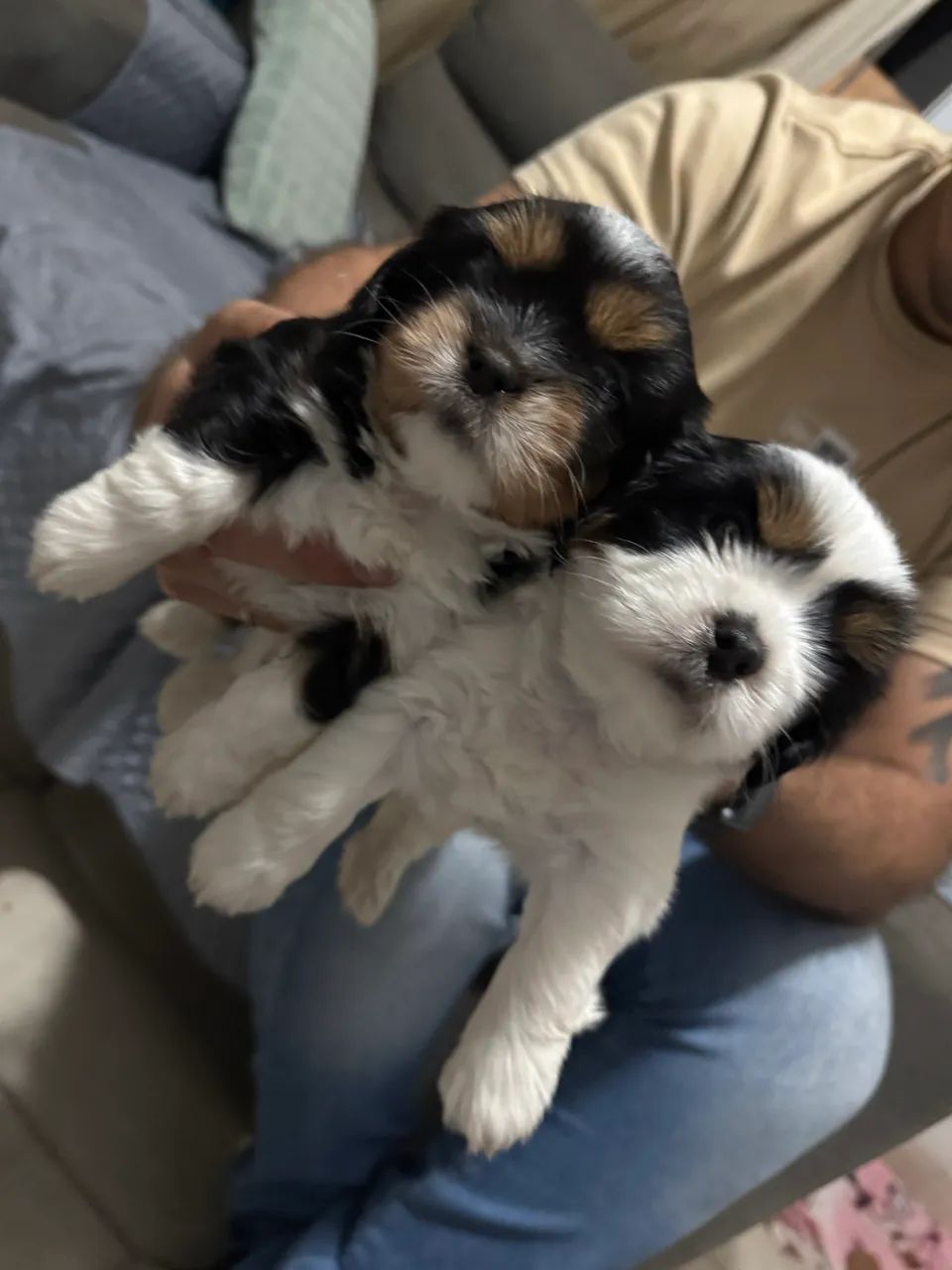 Shih tzu