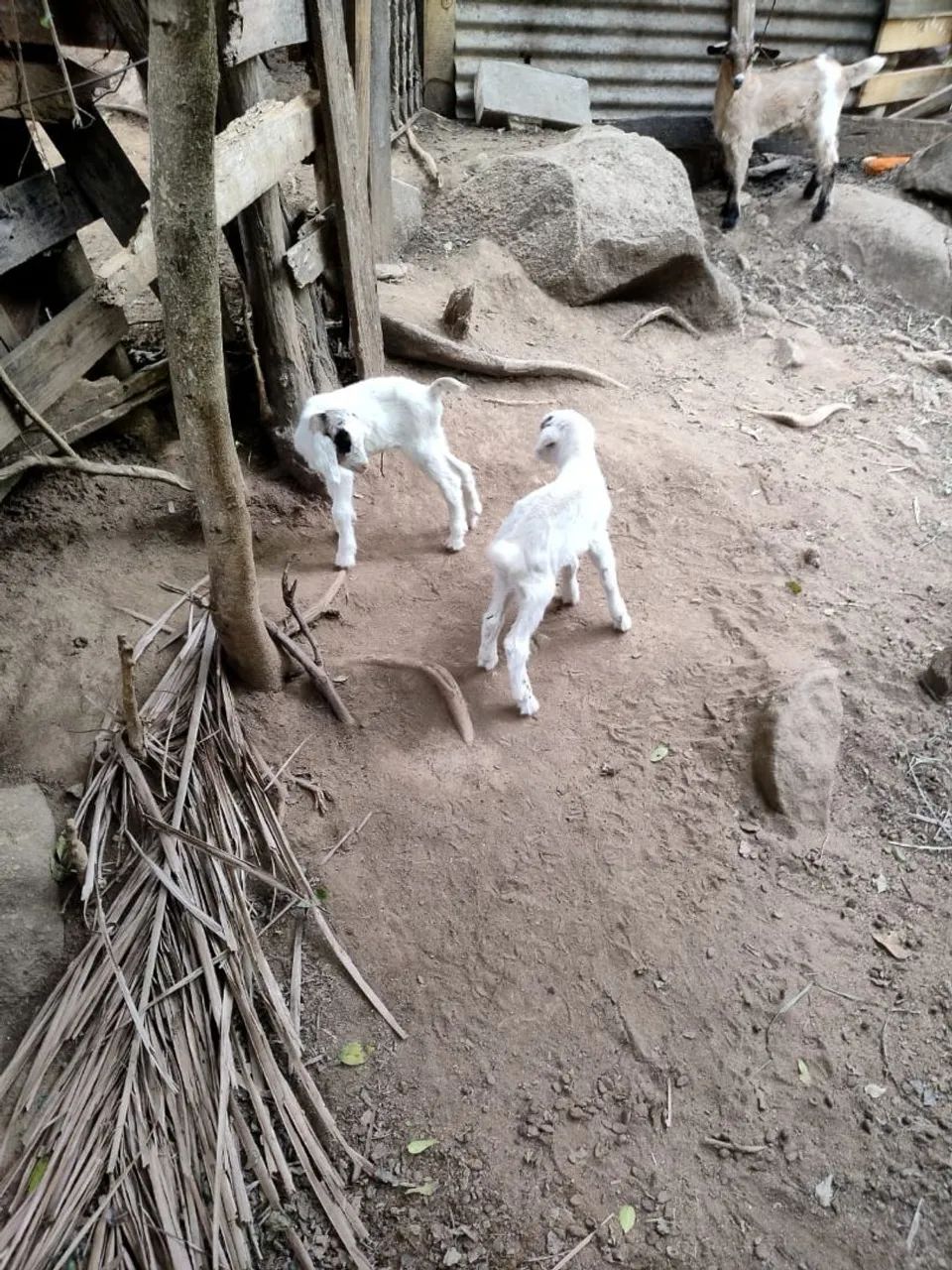 Cabras e bodes - Foto 5