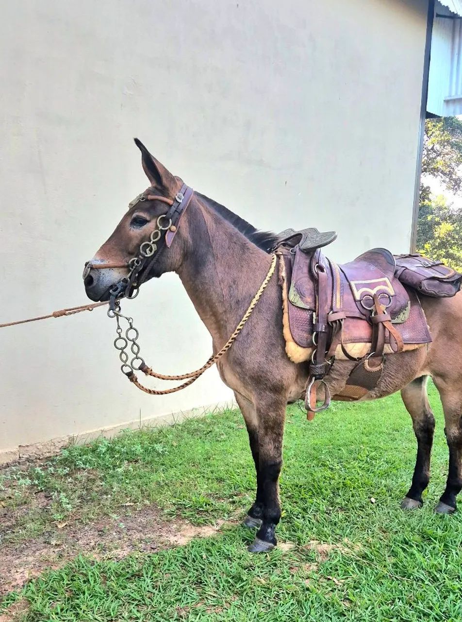 Mini mula para crianças linda parcelado no cartão  - Foto 2