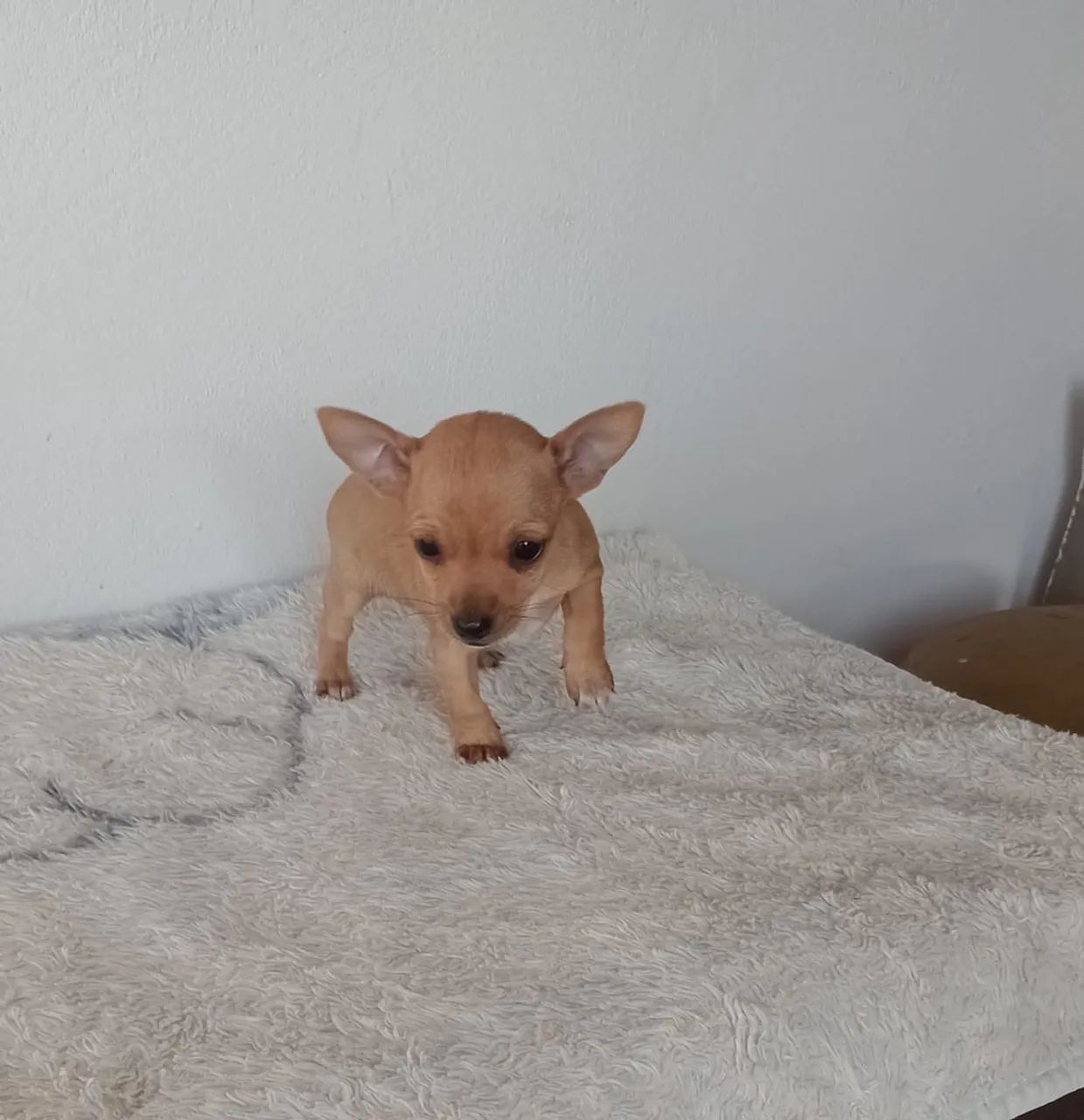 Pinscher com 50 dias vacinado 