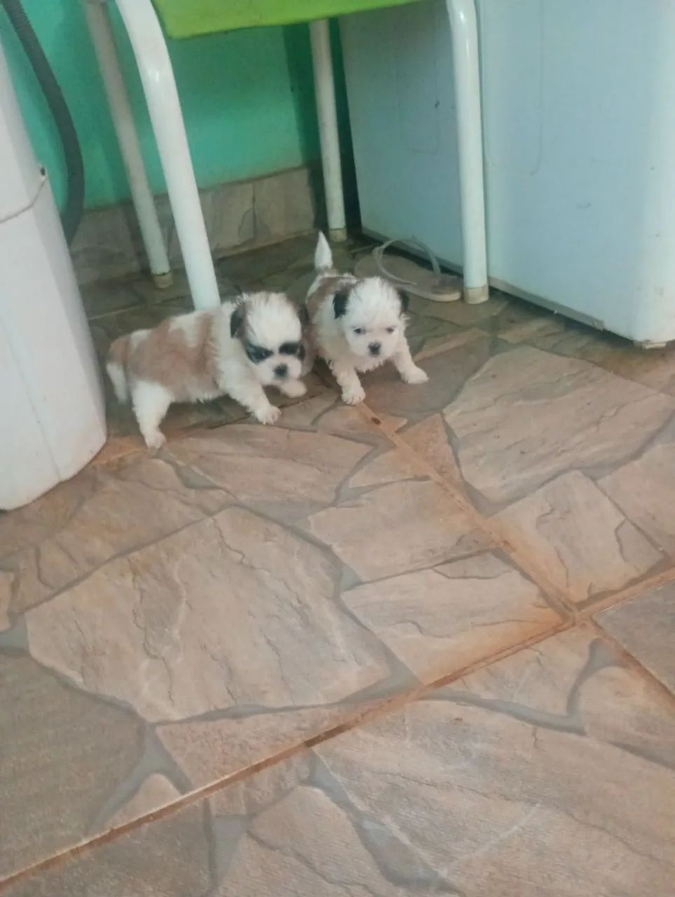 Vende-se shih Tzu 