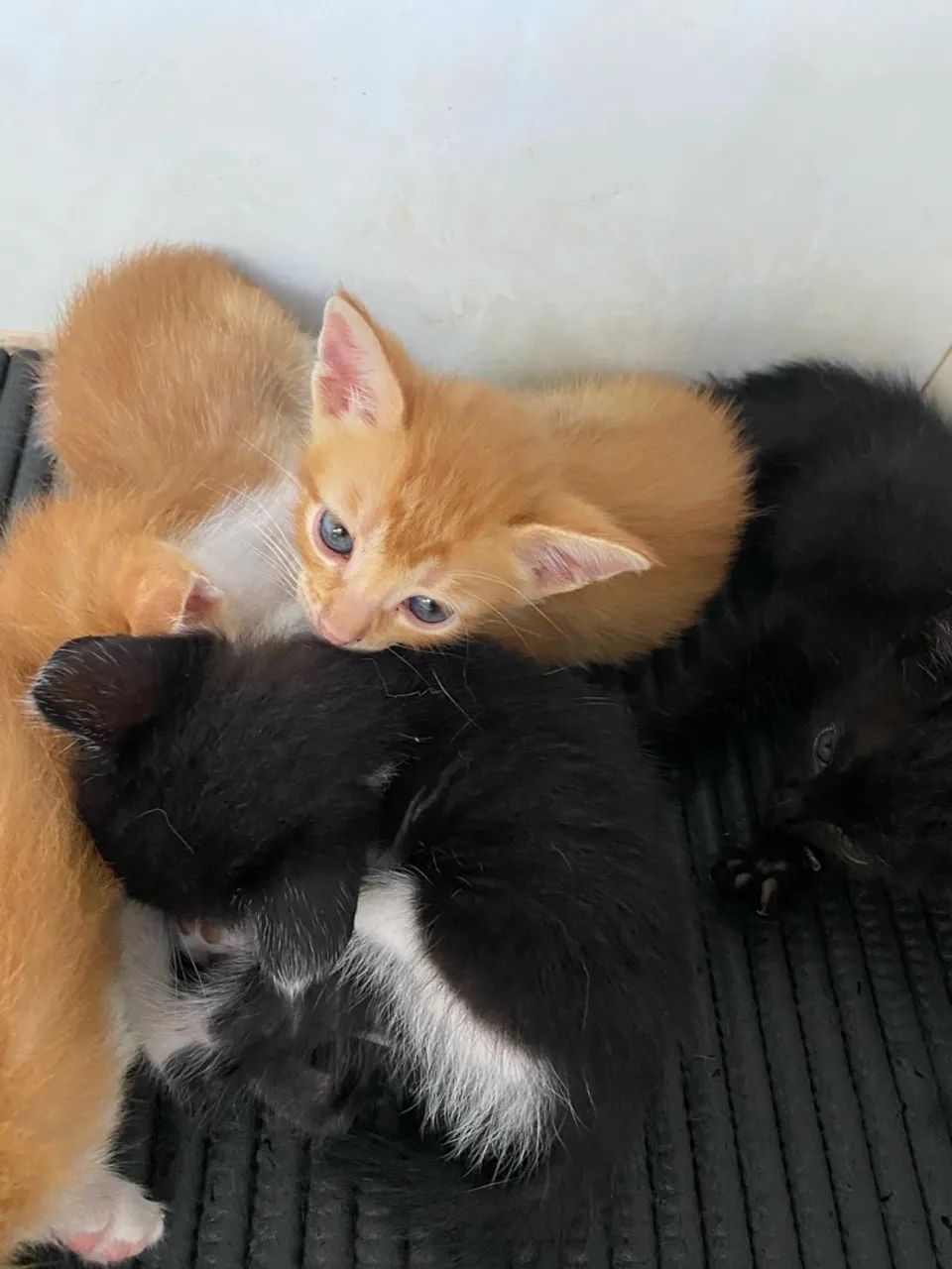 Gatinhos para adoção  - Foto 4
