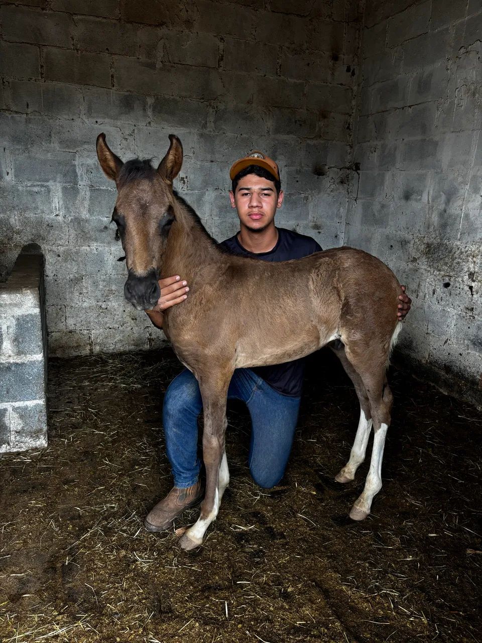 Potro de marcha picada
