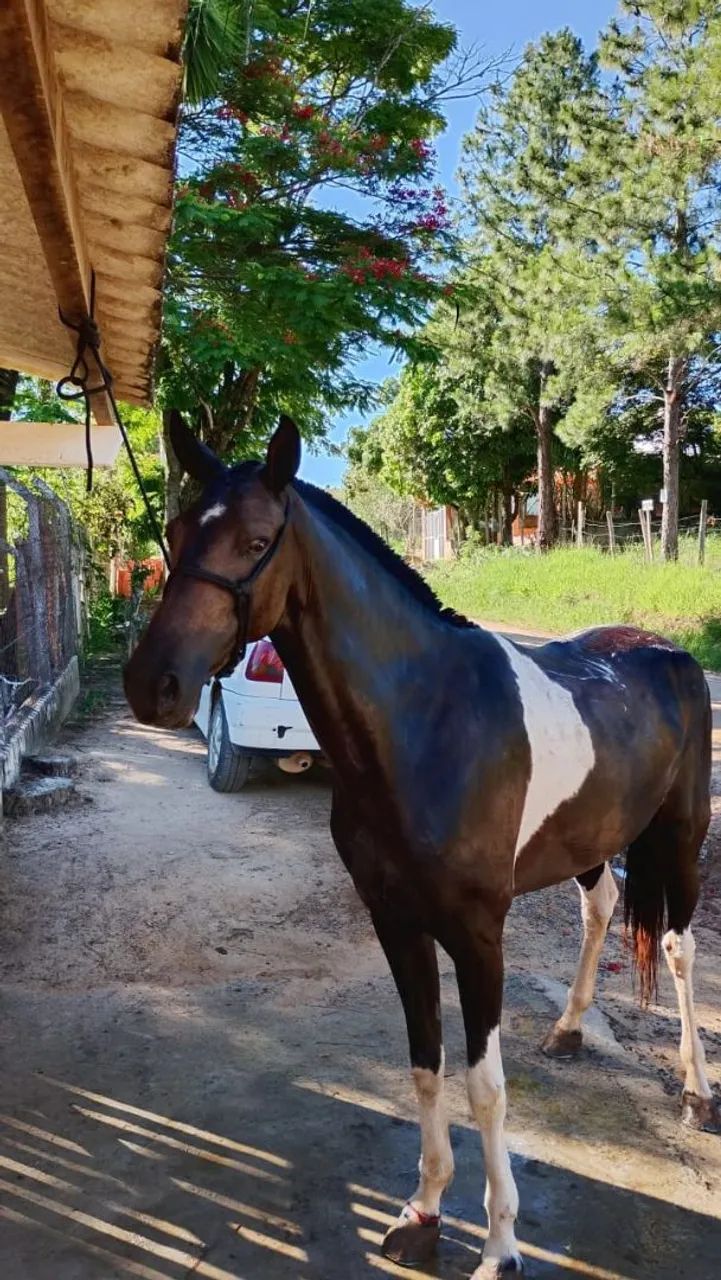 égua mangá larga  - Foto 2