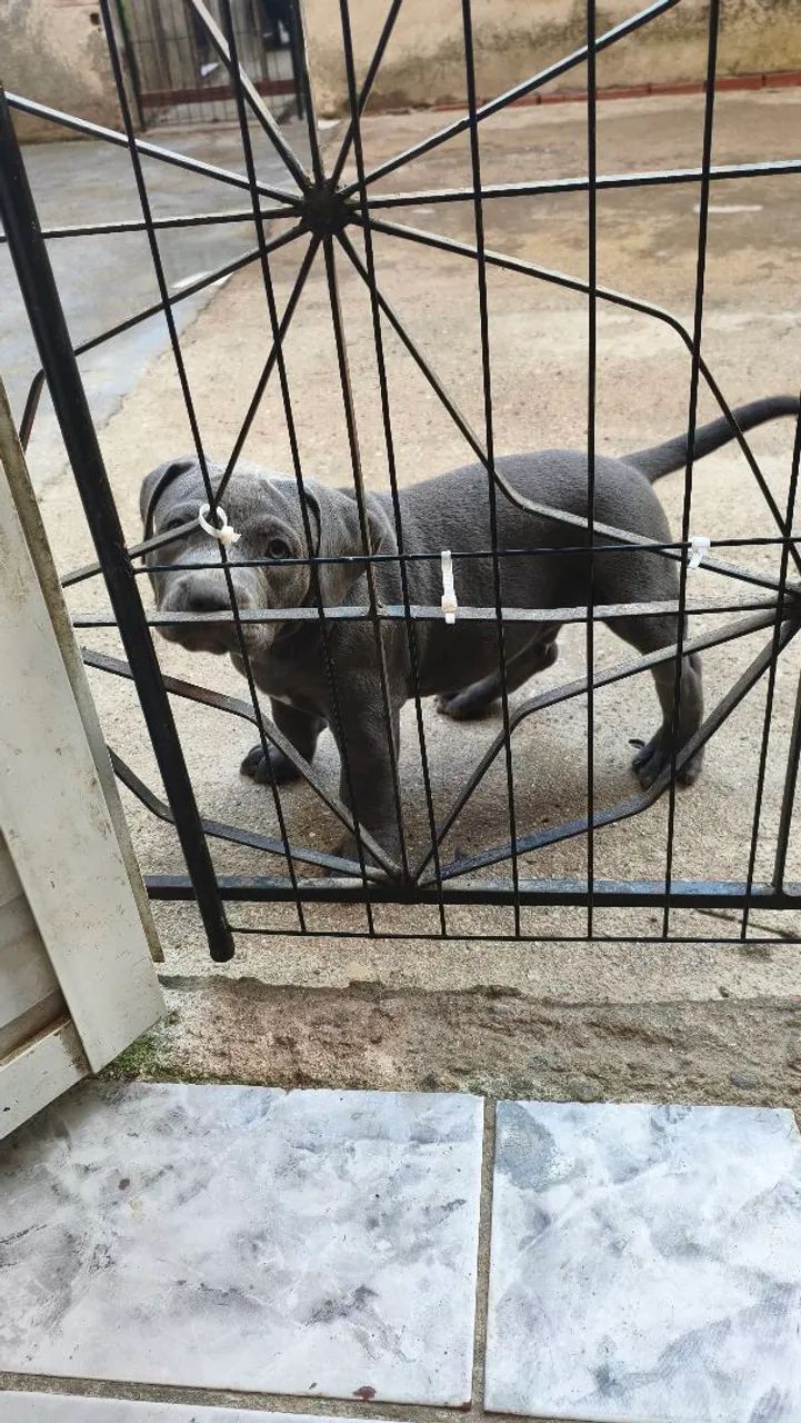 Pit Monster 