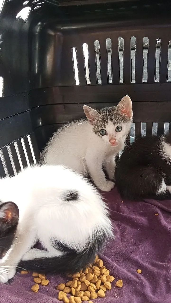 Gatinhos para adoção  - Foto 2