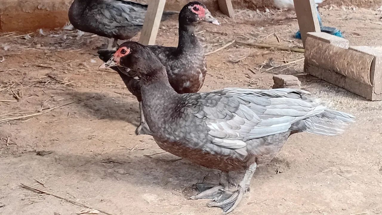 Patos  - Foto 3