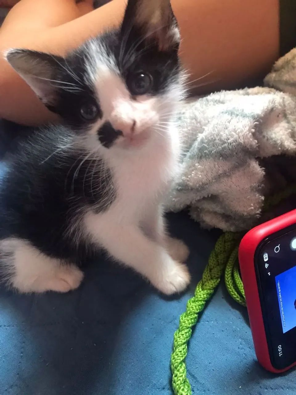 Gatinha para doação  - Foto 3