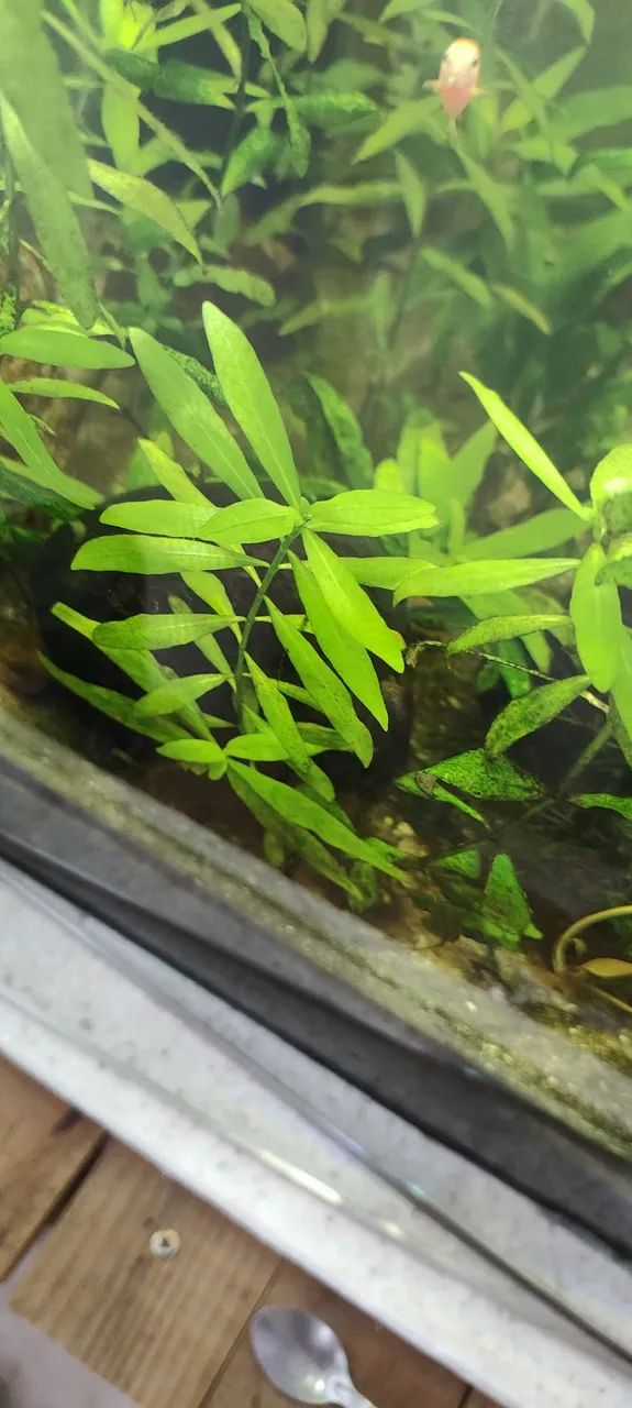 Plantas de Aquário  - Foto 2