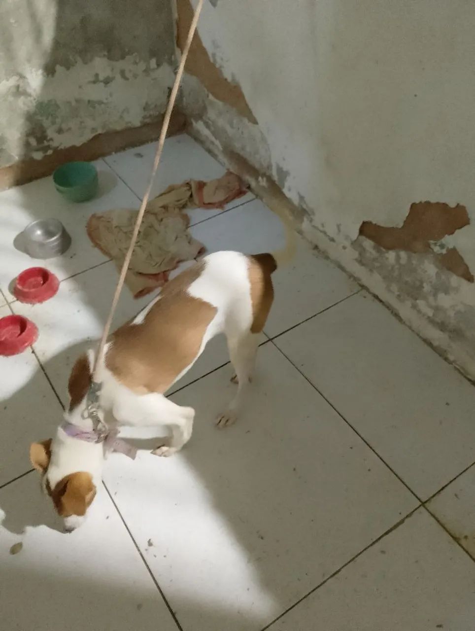 cachorrinha pra doação