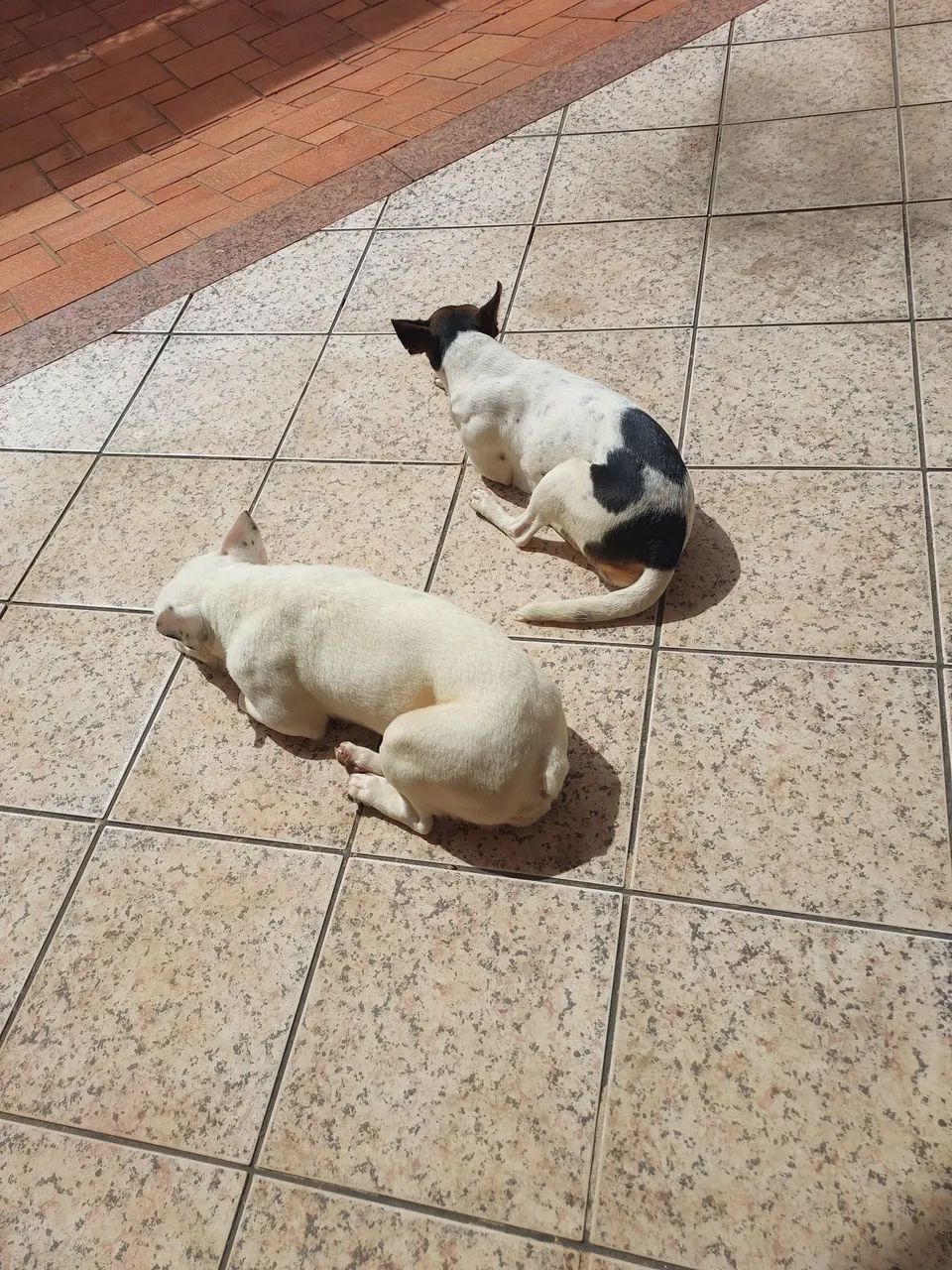 Hospedagem e creche pet  - Foto 2