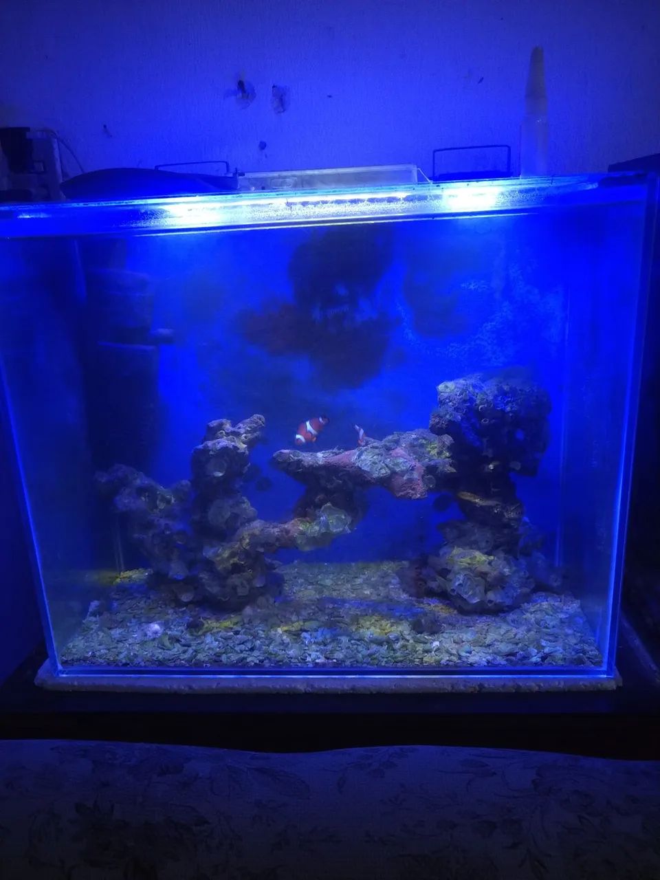 Aquário Marinho Completo 60L com Filtro - Pronto para Uso - Foto 2