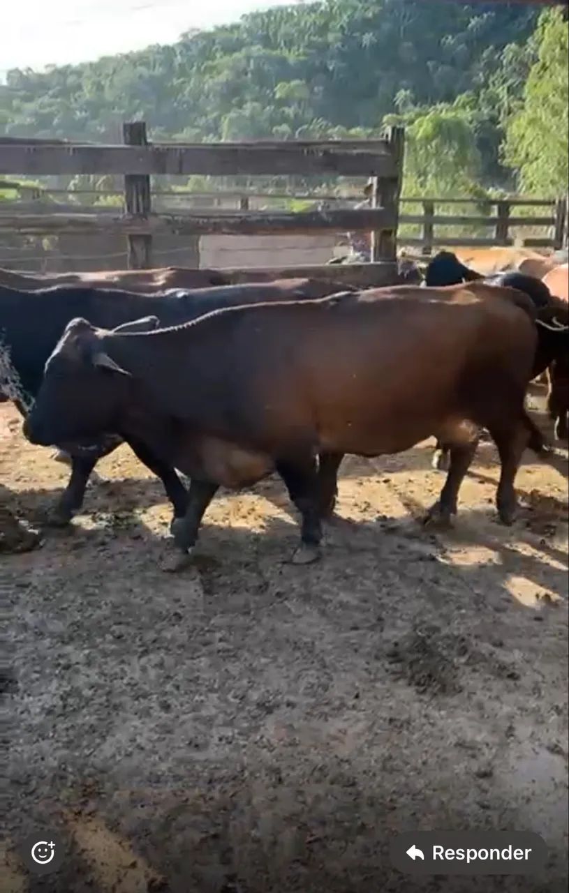 Vaca mini - Foto 2
