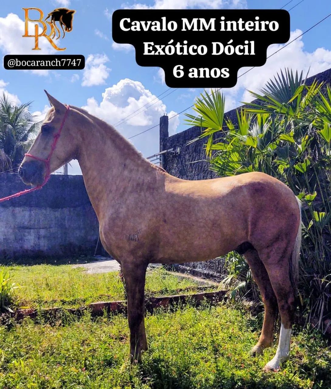Cavalo  - Foto 2