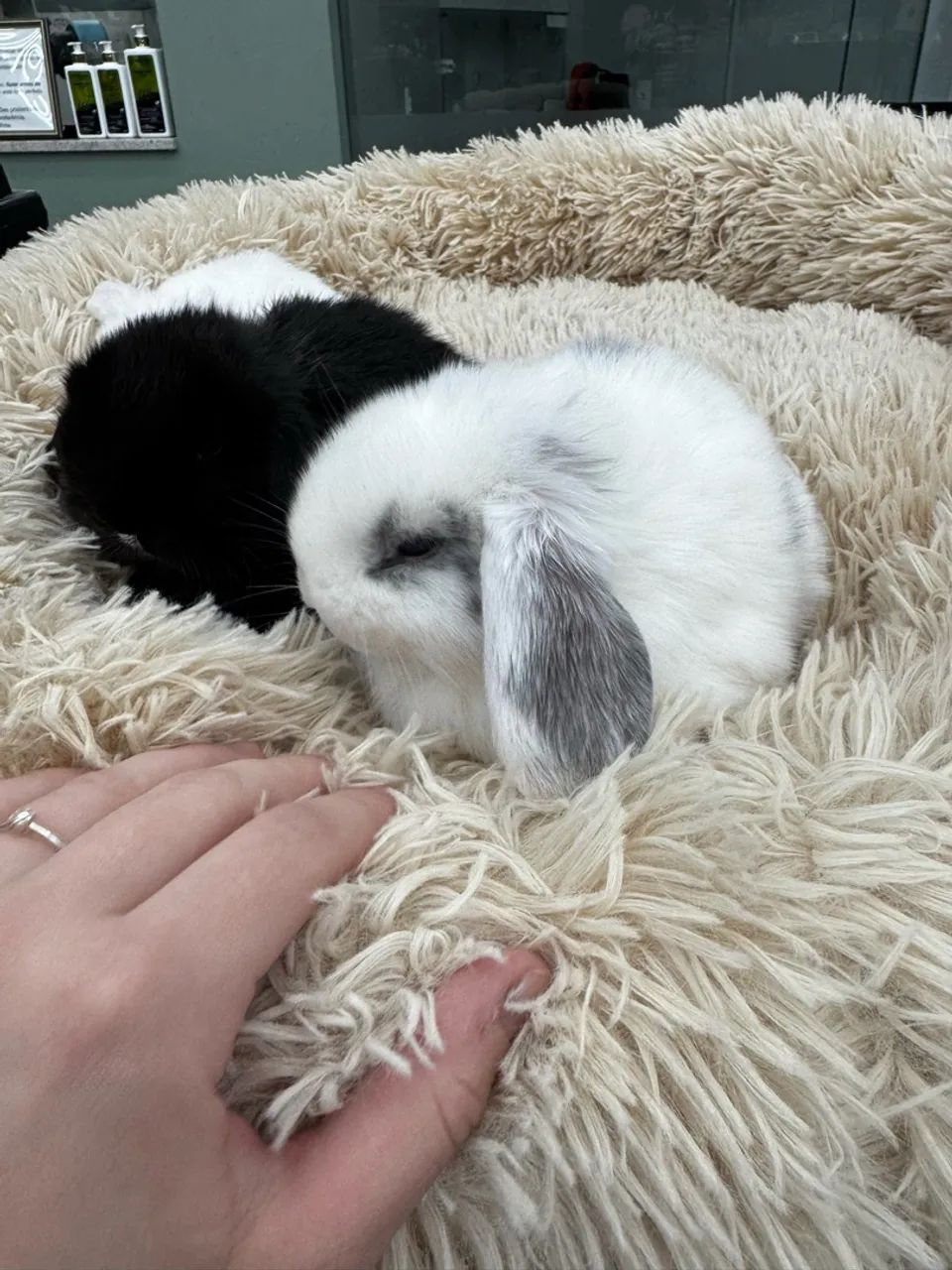 Coelhos mini Lop - Foto 3