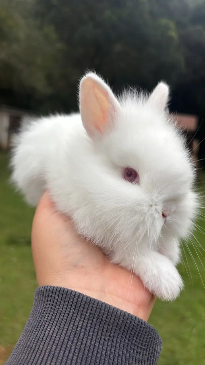 Mini coelho 