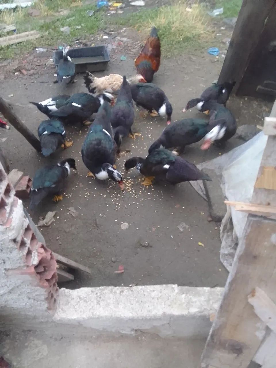 Patos - Foto 3
