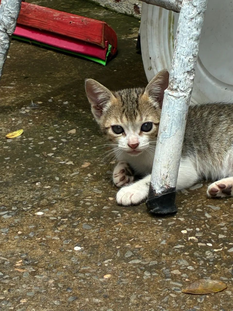 Gatinhos fofos para doação responsável  - Foto 2