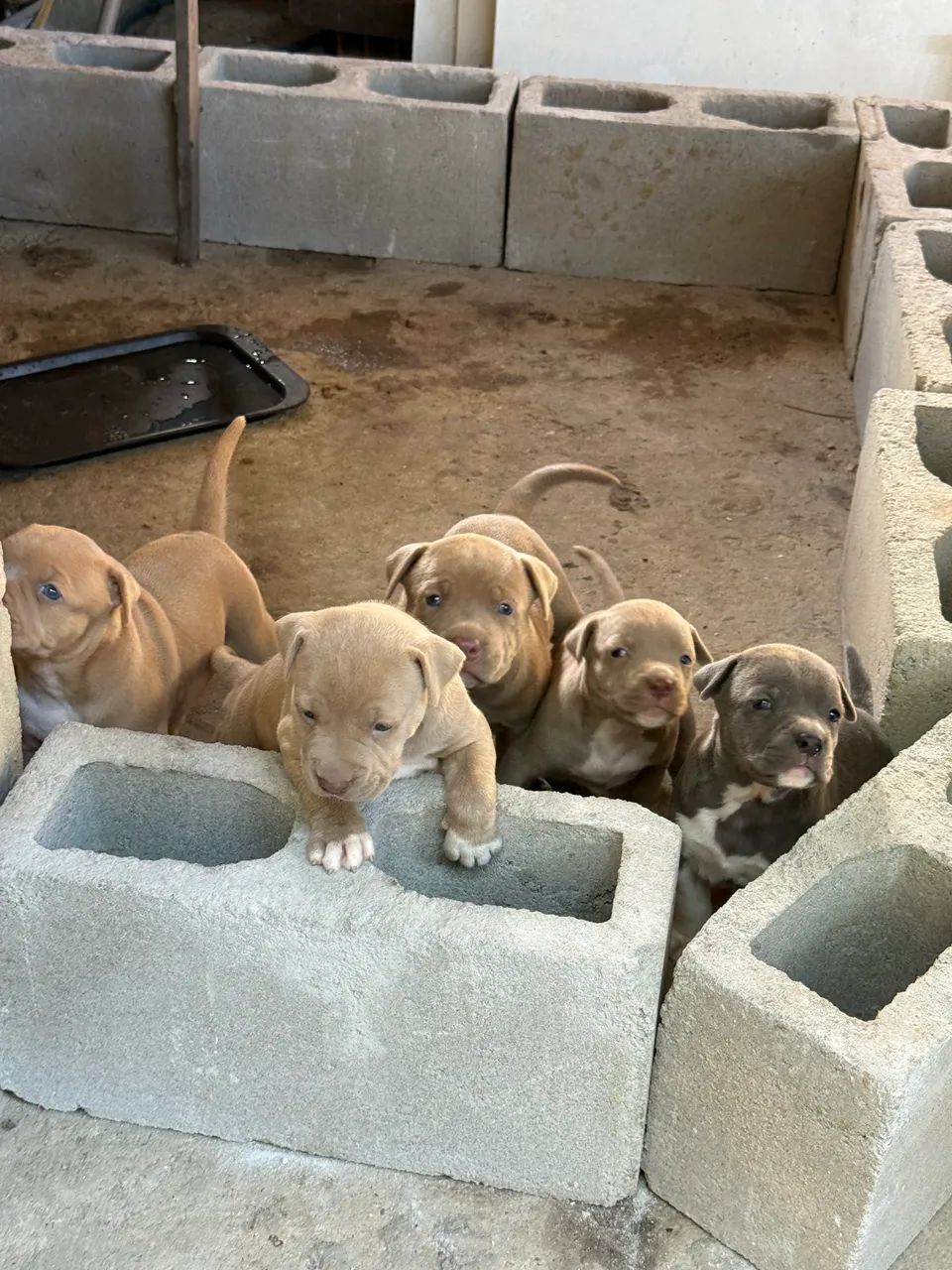 Pitbull  - Foto 3