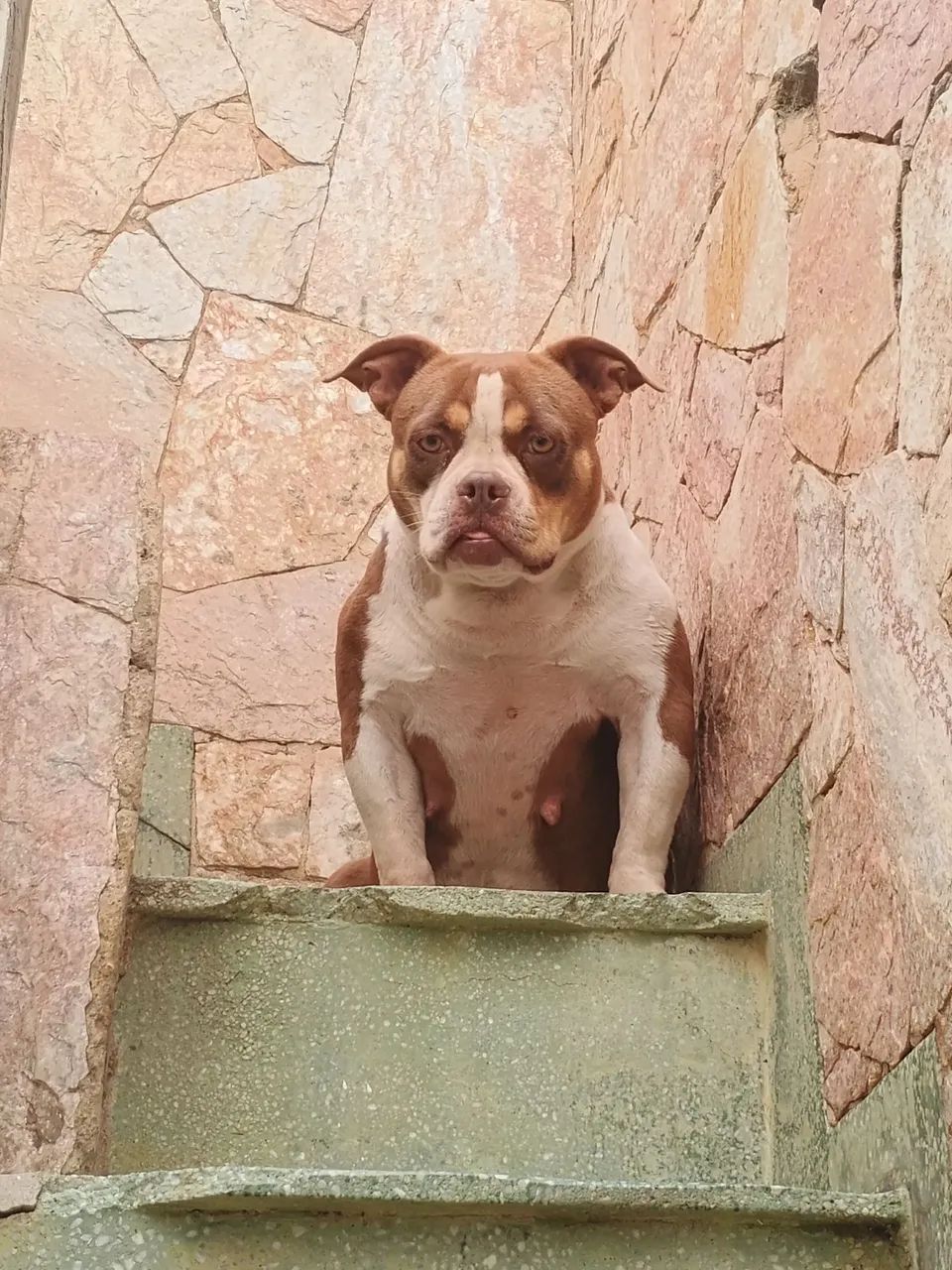 American Bully 