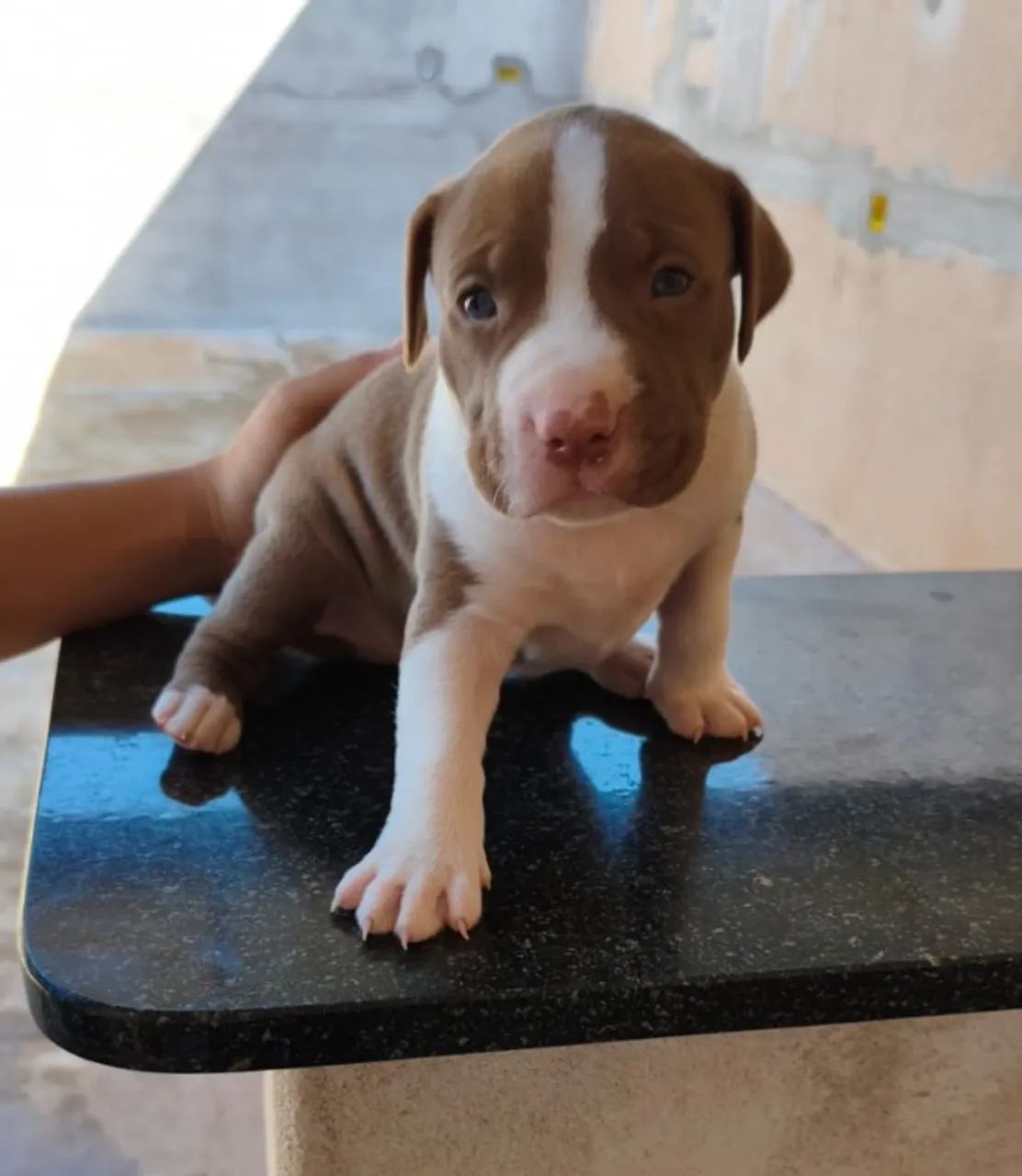 Pitbull  - Foto 3