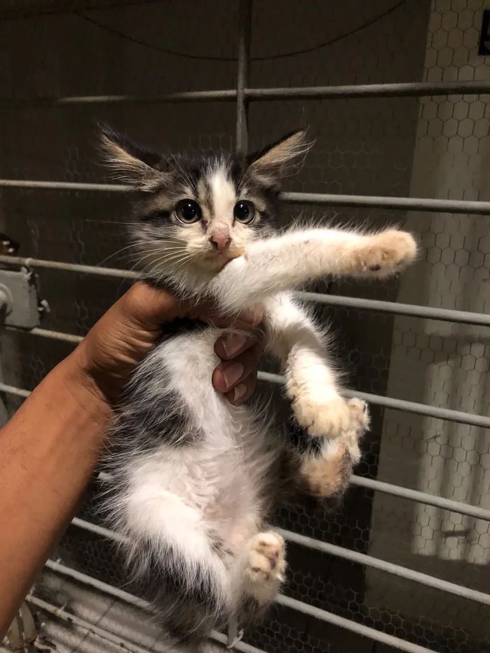 Gatinhas para adoção  - Foto 2