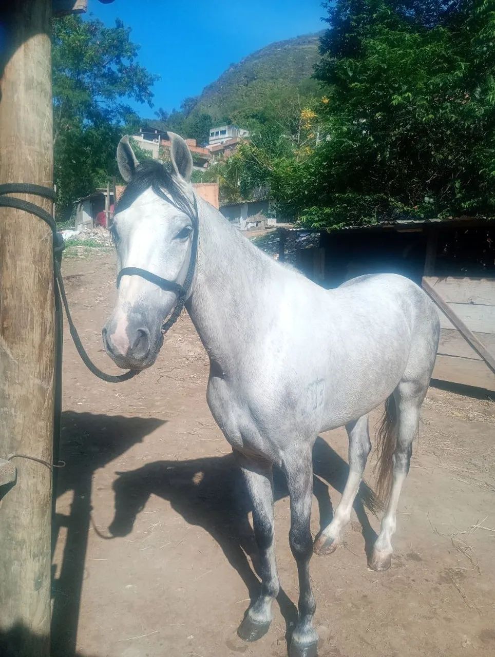Cavalo mangalarga  - Foto 2