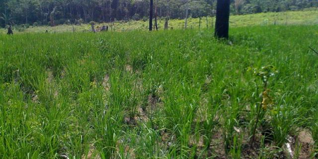 Zé Doca - Maranhão: Vendo Propriedade Rural - Foto 18
