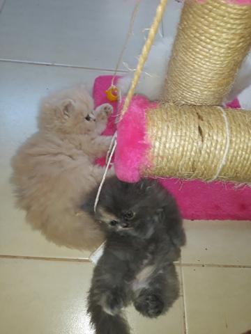 Gatinhos Persa - Foto 4