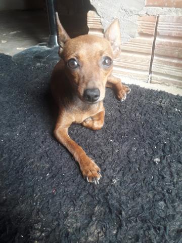 Vende se uma pinscher 1