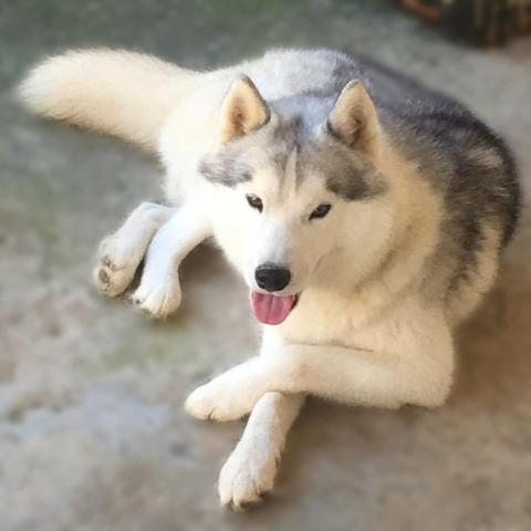 Husky siberiano - Cruza/cobertura - Excelente Linhagem - Foto 3