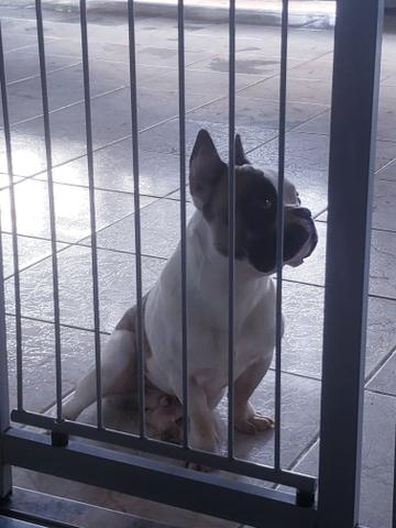 Bulldog frances - Foto 3