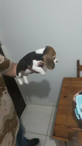 Beagle alto padrao - Foto 2
