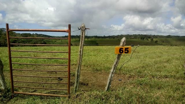 Fazenda em São José da Coroa Grande - Foto 3