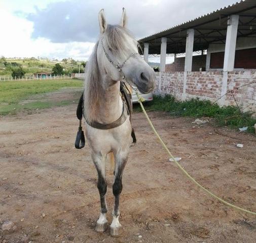 Cavalo - Foto 3