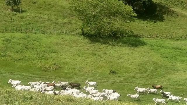 Fazenda em São José da Coroa Grande - Foto 7