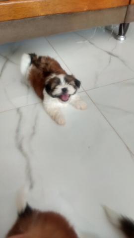 Vendo Cachorro da Raça shih tzu - Foto 3