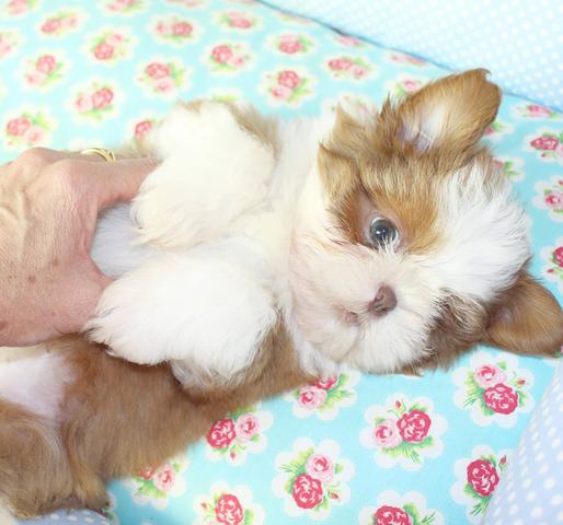 Shihtzu mini e micro padrão europeu - Foto 6