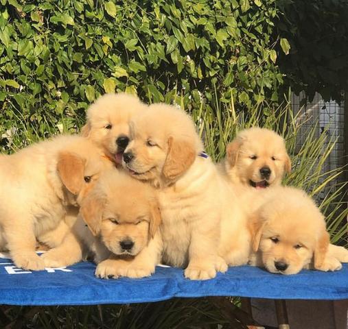 Golden Retrivier Filhote com Pedigre e Garantia de Saúde