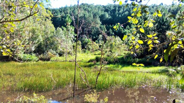 Sítio com área de 259.923,44m², com reflorestamento - Foto 5