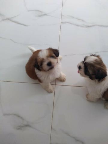 Vendo Cachorro da Raça shih tzu